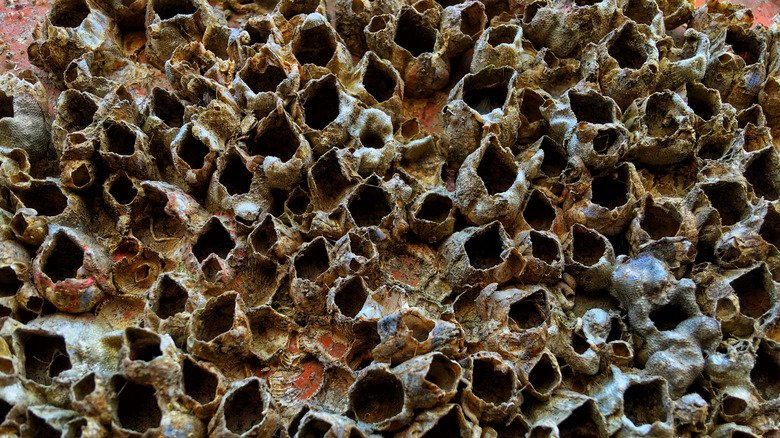 How barnacles could keep oil scarce long after the Strait of Hormuz reopens