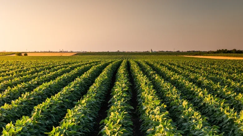Marathon Gas Stations’ Parent Company Turns Soybeans Into Diesel Fuel