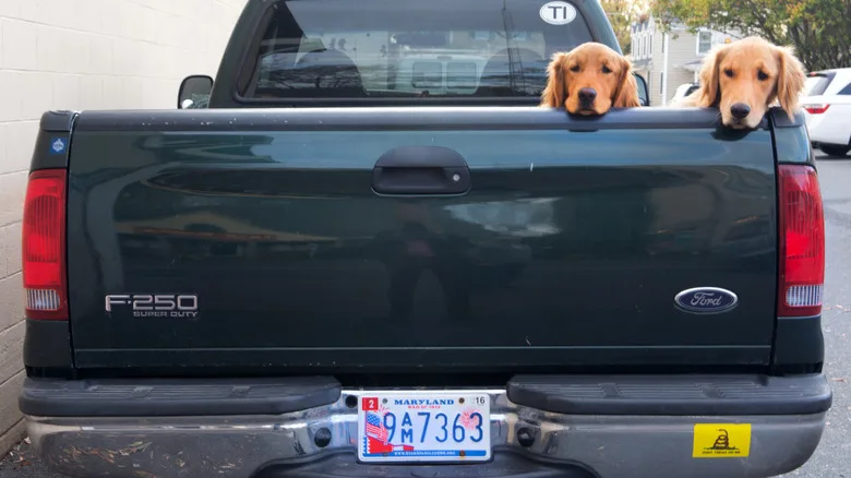 Five Professions That Bafflingly Get Their Own License Plates