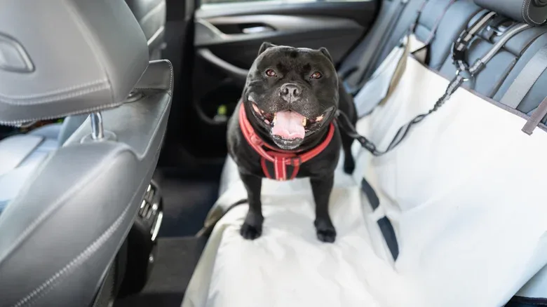 Signs of Mold Growing in Your Car (And How to Stop It)
